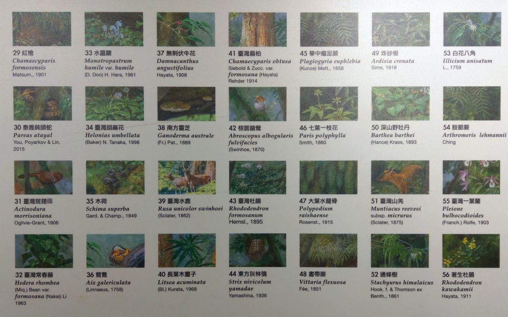Fauna und Flora von Taiwan 1