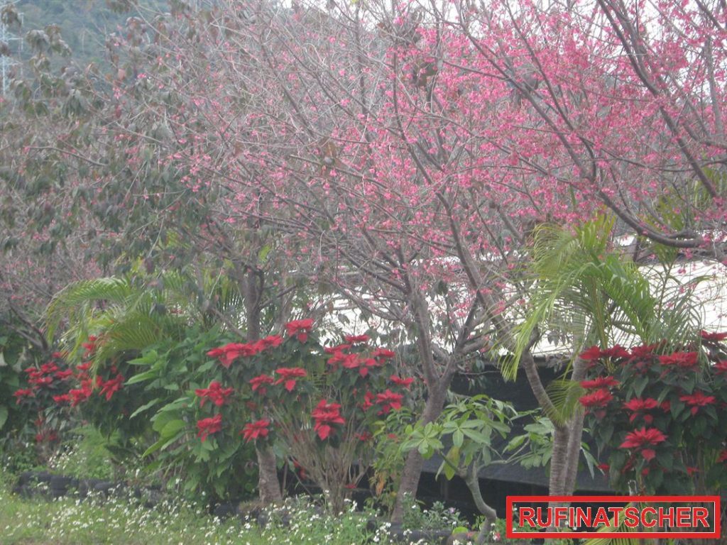 Fauna und Flora von Taiwan 34